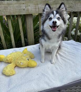 Bayle -  Pomsky Dog for Adoption - Bayle | PetCurious