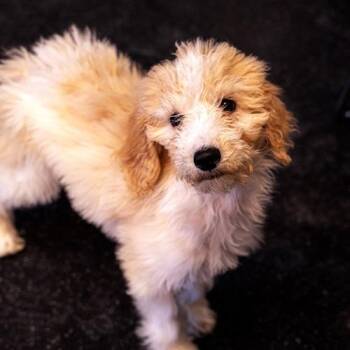 Standard Poodle Dogs Available for Adoption - Pecan | PetCurious