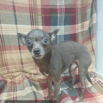 FOSTER NEEDED - Frisco -  Chihuahua Dog for Adoption - FOSTER NEEDED - Frisco | PetCurious