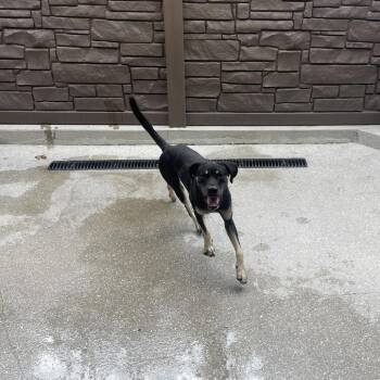 Pluto 3092 -  Hound and Mixed Breed Dog for Adoption in Loxahatchee Groves, Florida - Pluto 3092 | PetCurious