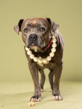 Kammielot- ADOPTED -  Mixed Breed Dog for Adoption in Atlanta, Georgia - Kammielot- ADOPTED | PetCurious
