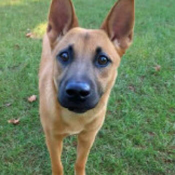 Rescue Shepherd Dogs for Adoption in Calverton, New York - Akida | PetCurious