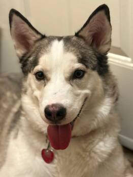 Loki -  Husky Dog for Adoption in Houston, Texas - Loki | PetCurious
