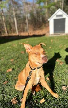 Carolina Dog Dogs Available for Adoption in Gorham, Maine - Marty | PetCurious