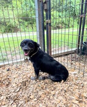 Rescue Dachshund Dogs for Adoption in Fosters, Alabama - JENN | PetCurious