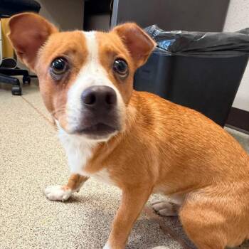 Penny -  Chihuahua Dog for Adoption in Allen, Texas - Penny | PetCurious