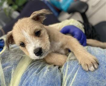 Mixed Breed Dogs Available for Adoption - MOON | PetCurious