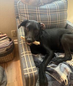 Peyton 2.0 -  Black Labrador Retriever Dog for Adoption in Thornton, Colorado - Peyton 2.0 | PetCurious