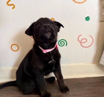 Flat Coated Retriever and Australian Kelpie Dogs Available for Adoption - Love A Lot Care Bear | PetCurious