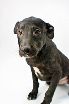 Mable -  German Shepherd Dog and Mixed Breed Dog for Adoption in Morton Grove, Illinois - Mable | PetCurious