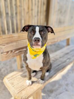 Lucy -  Labrador Retriever and Mixed Breed Dog for Adoption in Muskegon, Michigan - Lucy | PetCurious