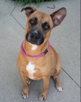 Maya -  Staffordshire Bull Terrier Dog for Adoption in Boone, Iowa - Maya | PetCurious