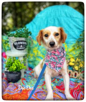 Dee Dee -  Chiweenie Dog for Adoption in Sebring, Florida - Dee Dee | PetCurious