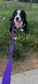 Rescue Bernese Mountain Dog Dogs for Adoption in Powell, Tennessee - Daisy | PetCurious