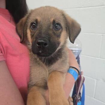 Outfield -  Shepherd and Mixed Breed Dog for Adoption in Olathe, Kansas - Outfield | PetCurious