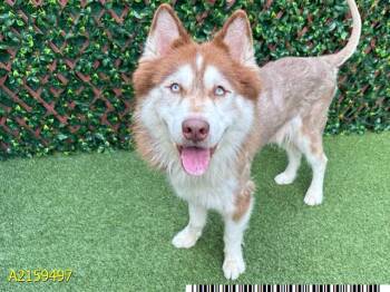 Rescue Mixed Breed Dogs for Adoption in West Palm Beach, Florida - LOKI | PetCurious