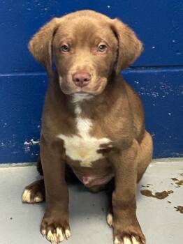 Cason (Cx2) -  Labrador Retriever Dog Available for Adoption in Hartsville, South Carolina - Cason (Cx2) | PetCurious