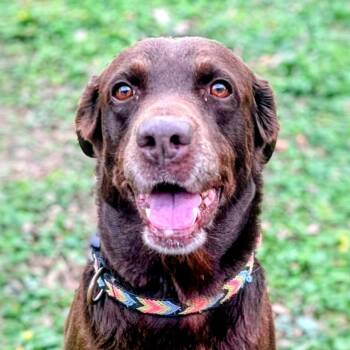Chocolate Labrador Retriever Dogs Available for Adoption - Sedona | PetCurious