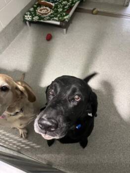 Labrador Retriever Dogs Available for Adoption in Loveland, Colorado - REMI | PetCurious