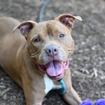 Georgina -  Mixed Breed Dog for Adoption in Chamblee, Georgia - Georgina | PetCurious