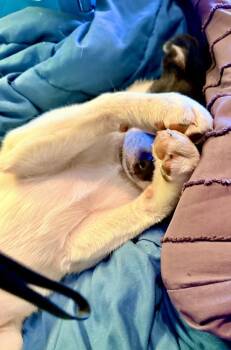 Border Collie and Labrador Retriever Dogs Available for Adoption in Greenlawn, New York - Sooki | PetCurious