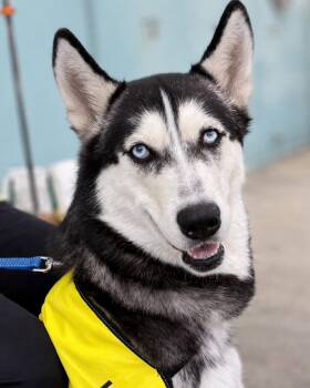 Stella -  Siberian Husky Dog for Adoption in Walnut Creek, California - Stella | PetCurious