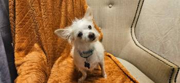 Olivia -  Terrier Dog for Adoption in De Pere, Wisconsin - Olivia | PetCurious