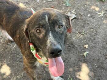 TURKEY -  German Shepherd Dog and Mixed Breed Dog for Adoption in Tulsa, Oklahoma - TURKEY | PetCurious