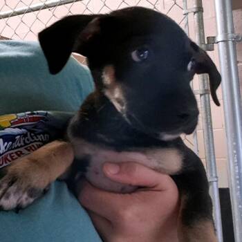 Sam -  Mixed Breed Dog for Adoption in Valley, Alabama - Sam | PetCurious