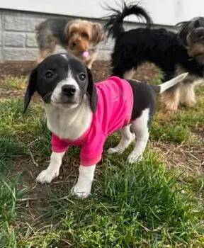 Saratoga -  Beagle and Chihuahua Dog Available for Adoption in Dale City, Virginia - Saratoga | PetCurious