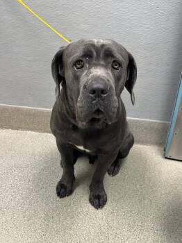 DUMBO -  Cane Corso and Mixed Breed Dog for Adoption in Las Vegas, Nevada - DUMBO | PetCurious