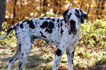 Sea Biscuit in NH. Come Meet our Adoptable Dogs Wednesday-Saturd -  Great Dane Dog for Adoption in Manchester, New Hampshire - Sea Biscuit In NH. Come Meet Our Adoptable Dogs Wednesday-Saturd | PetCurious