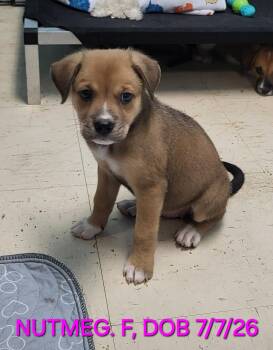 Nutmeg -  Beagle and Labrador Retriever Dog for Adoption in Sarasota, Florida - Nutmeg | PetCurious
