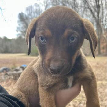 Weimaraner and Hound Dogs Available for Adoption - Leroy | PetCurious