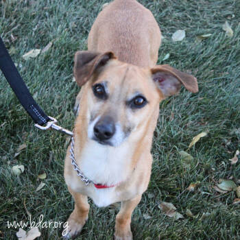 Rescue Mixed Breed Dogs for Adoption in Cheyenne, Wyoming - Brunch | PetCurious