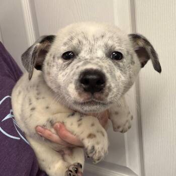 Mayhem -  Mixed Breed Dog for Adoption in Dekalb, Illinois - Mayhem | PetCurious