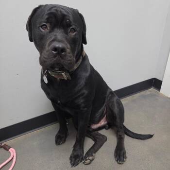 Brutus -  Rottweiler and Pit Bull Terrier Dog for Adoption in Normal, Illinois - Brutus | PetCurious