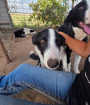 Rescue Border Collie Dogs for Adoption in The Woodlands, Texas - Wesley 77 | PetCurious
