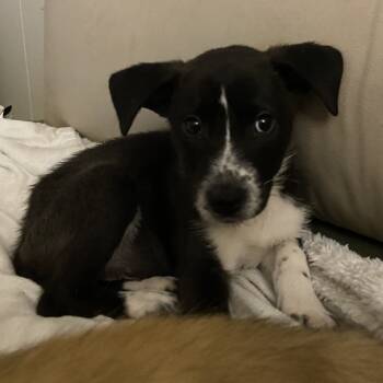 Rescue Labrador Retriever Dogs for Adoption in Palestine, Texas - Maple | PetCurious