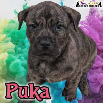 Mixed Breed Dogs Available for Adoption - Puka | PetCurious