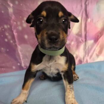 Daisy -  Mixed Breed Dog for Adoption in Fort Collins, Colorado - Daisy | PetCurious