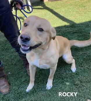 Rescue Labrador Retriever Dogs for Adoption in Washington, Georgia - Rocky | PetCurious