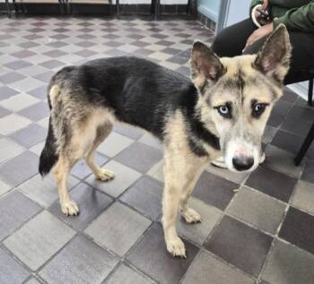 Yue -  German Shepherd Dog and Siberian Husky Dog for Adoption in New York, New York - Yue | PetCurious