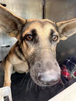 FLOWER -  German Shepherd Dog Dog for Adoption in San Antonio, Texas - FLOWER | PetCurious