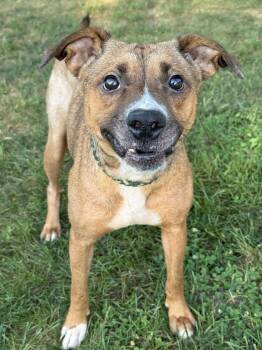 Toast -  Shepherd and Terrier Dog for Adoption in Anderson, Indiana - Toast | PetCurious