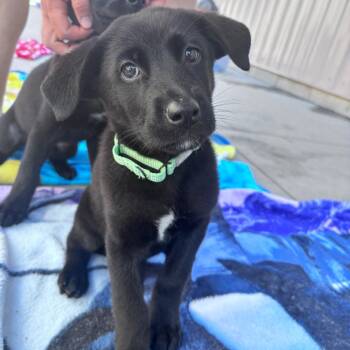 Mint green collar female -  Mixed Breed Dog for Adoption in Bismarck, North Dakota - Mint Green Collar Female | PetCurious
