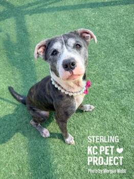 Pit Bull Terrier and Mixed Breed Dogs Available for Adoption in Kansas City, Missouri - Sterling | PetCurious