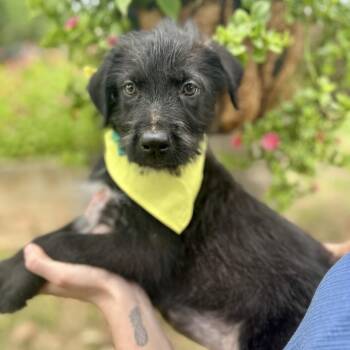 Blair -  Mixed Breed Dog for Adoption in Riverwoods, Illinois - Blair | PetCurious