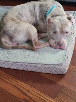 American Bully Dogs Available for Adoption - Nova | PetCurious