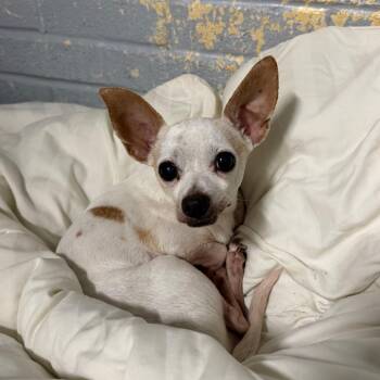 Rufus L-30-26 -  Chihuahua Dog for Adoption in Watertown, New York - Rufus L-30-26 | PetCurious